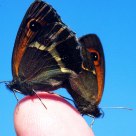 Borboletas acopladas Pyronia bathseba (Butterflies coupled Pyronia bathseba)